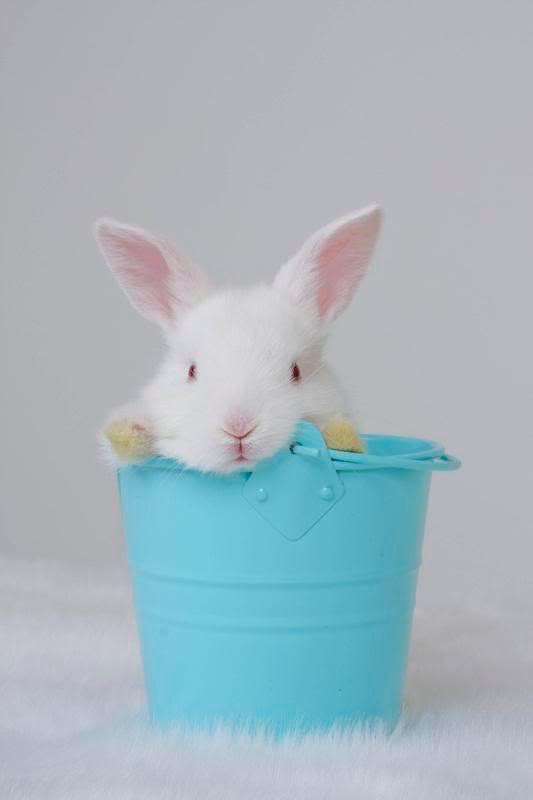 IMAGE: http://i36.photobucket.com/albums/e47/Erinlanesmith/IMG_8758saller.jpg