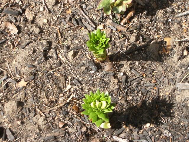  photo DSCF1662.jpg