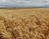 Wheatfield.jpg image by SpringFever111