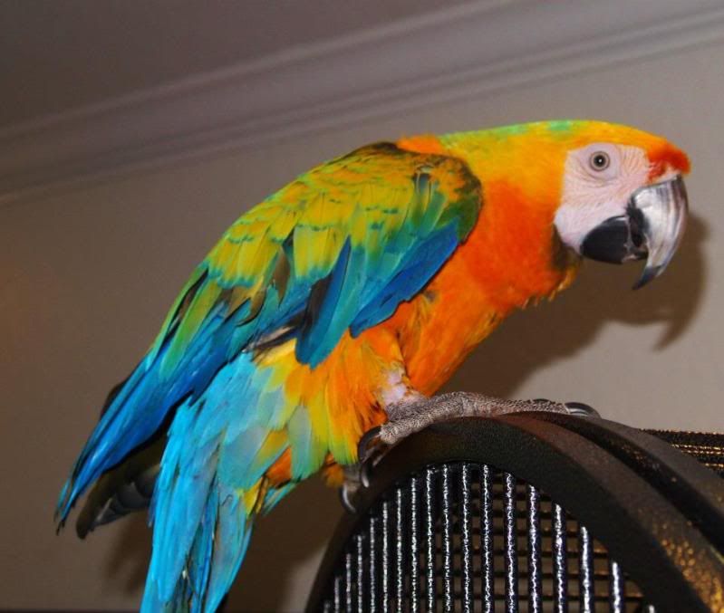 Camelina Macaw - Page 4 - Parrot Forum - Parrot Owner's Community