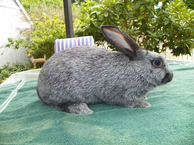 My first two rabbit litters BackYard Chickens Learn How to Raise