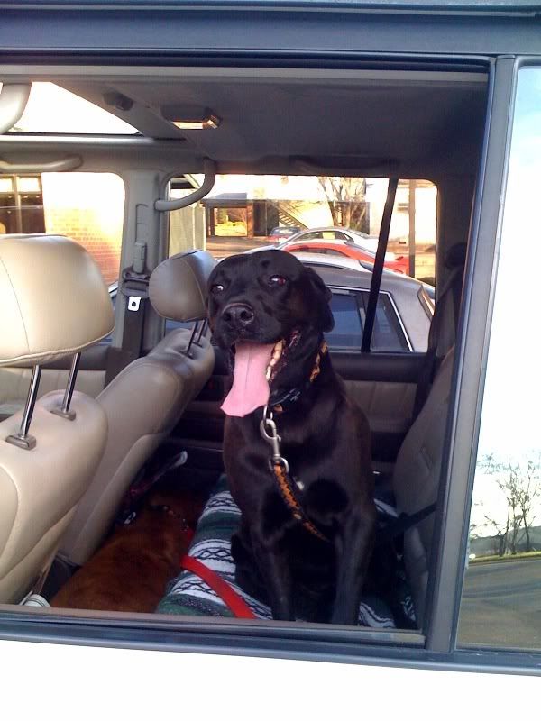 golden retriever mix chow. golden retriever, black lab