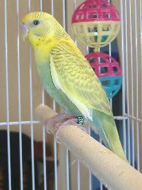 2007_1004bubs0012.jpg