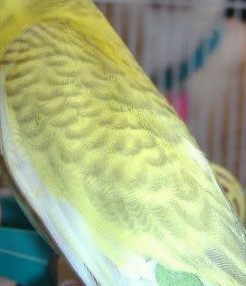 2007_1004bubs0021.jpg