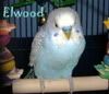 elwood.jpg
