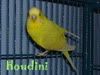 houdini.jpg