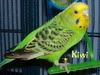 kiwi.jpg