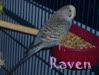 raven.jpg