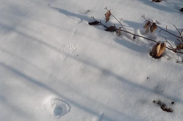 013_12A.jpg