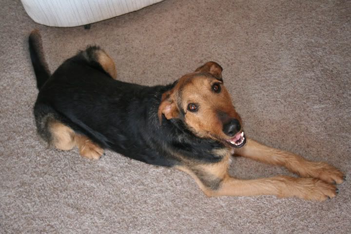 airedale hound mix