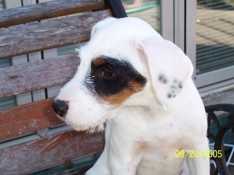 How much would you pay for a dog? - Homesteading Questions