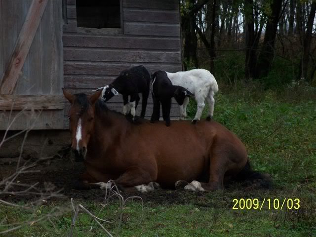 Christmas Spirit!! - Goats