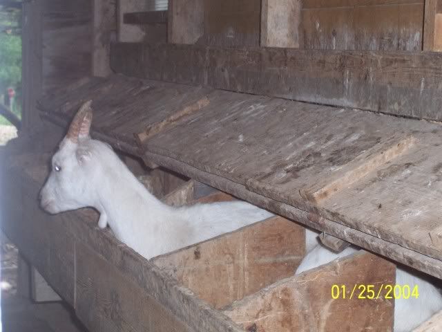 The crazy places goats end up - Goats