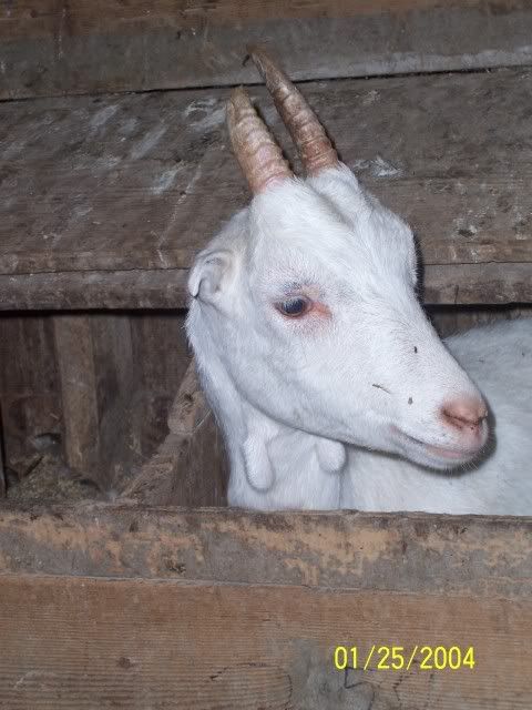 The crazy places goats end up - Goats