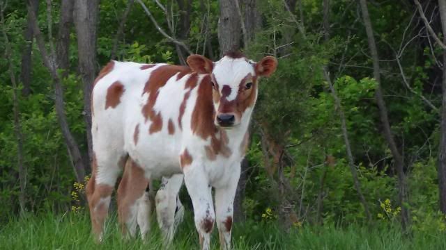 Heifer for sale - Cattle
