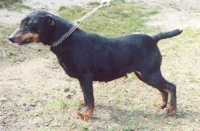 GALA_SIRMIUM_KUMBA-1.jpg