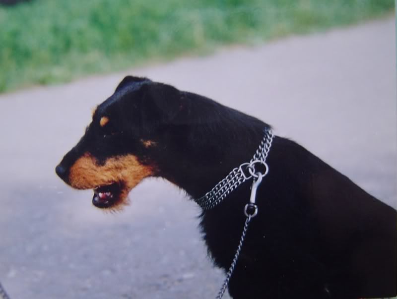 SCHNEPFEvSCHLESIERLAUD.jpg