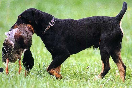 deutscherjagdterrier.jpg
