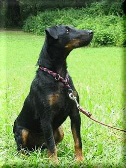 ingo_terrier12_6.jpg