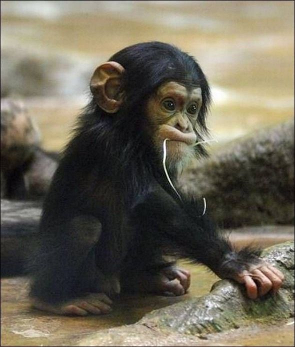 Baby chimp 590 photo ebc7f1ba-6459-4790-84c1-07cfcfa9572a-1.jpg
