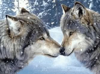 Wolves