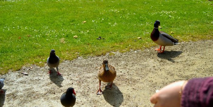 Feeding Animals at Vondelpark
