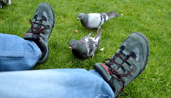 Feeding Pigeons