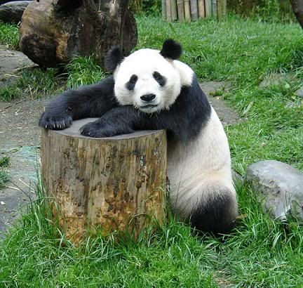 panda.jpg bears image by jonzter1