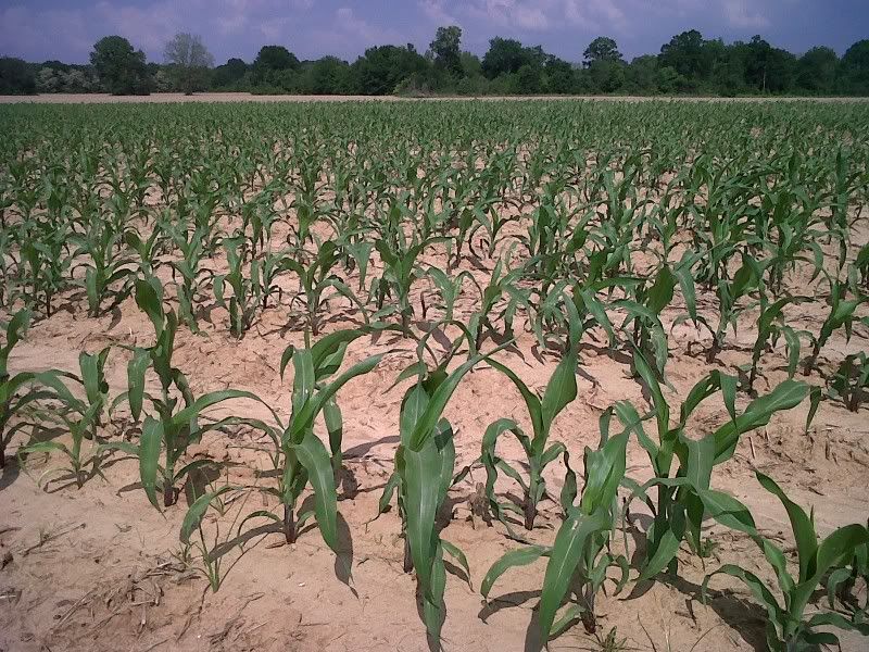 Viewing a thread Soybean planting and corn pictures