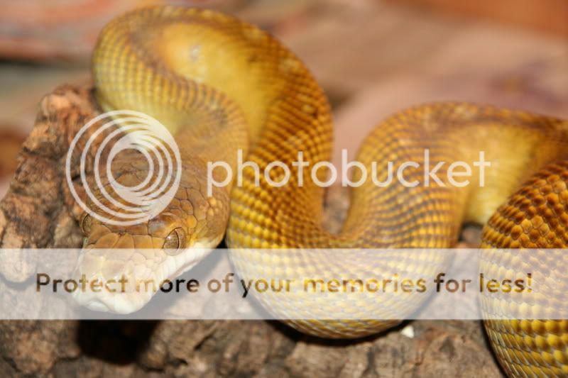 SE England Morelia Clastolepis (Moluccan Python) for sale - Reptile Forums
