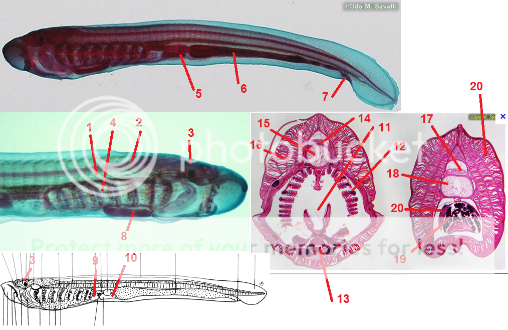 Lamprey/Ammocoete Larva Quiz - By zfernan