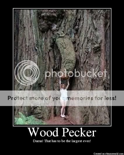 WoodPecker-1.jpg
