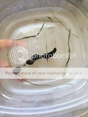  photo ladys_poop_zpshbfre7qw.jpg