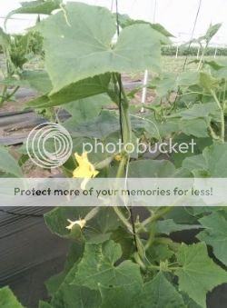 the first cucumbers
