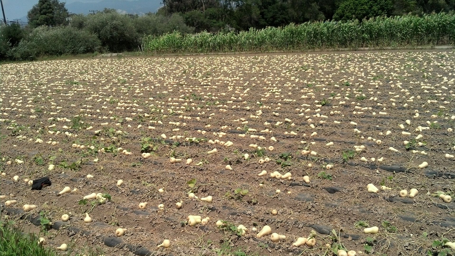 Butternut in the sun