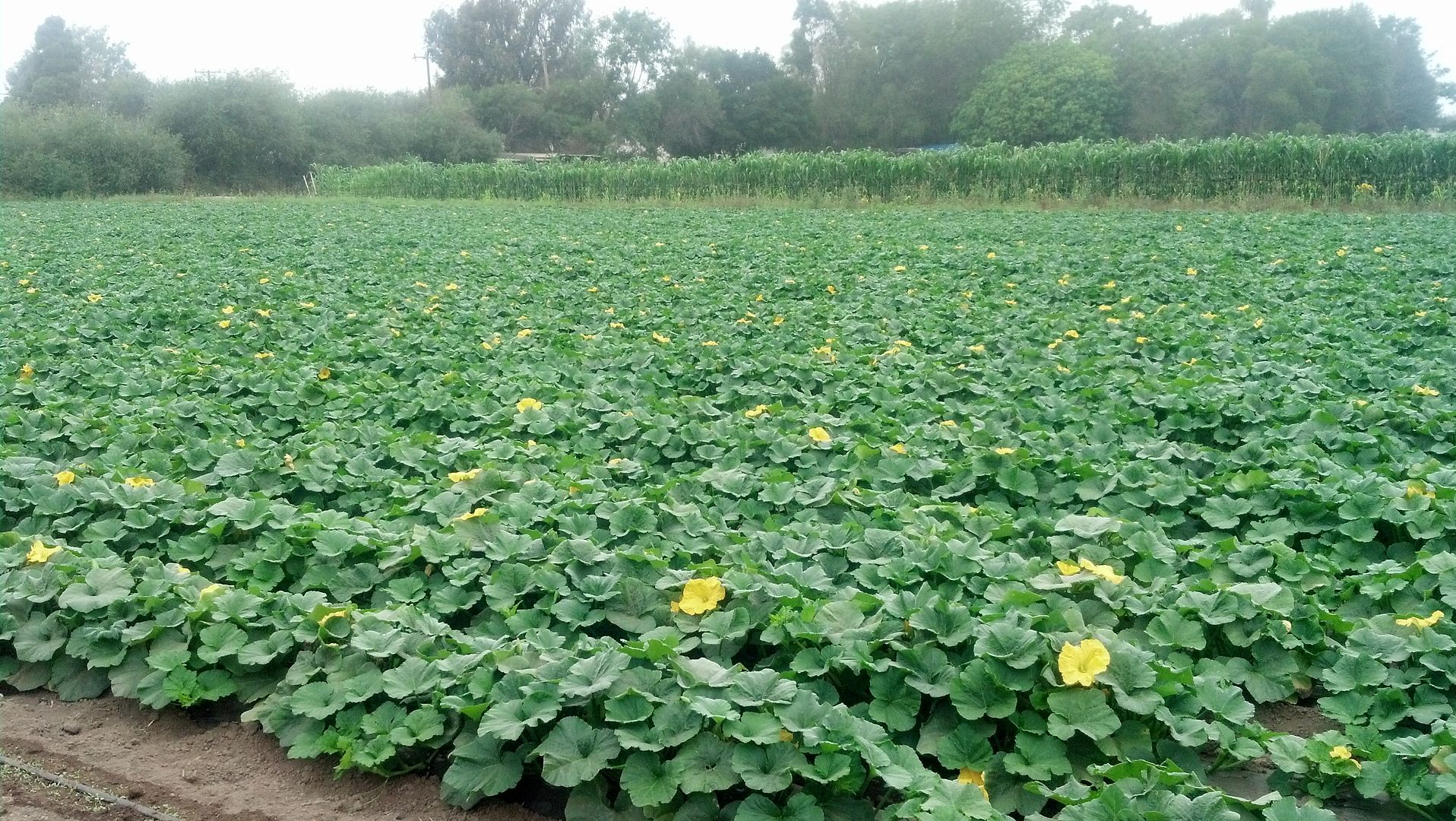 Butternut in the forecast