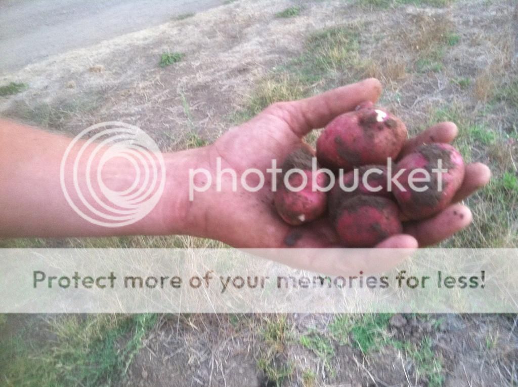 Farmers hands and red potatoes