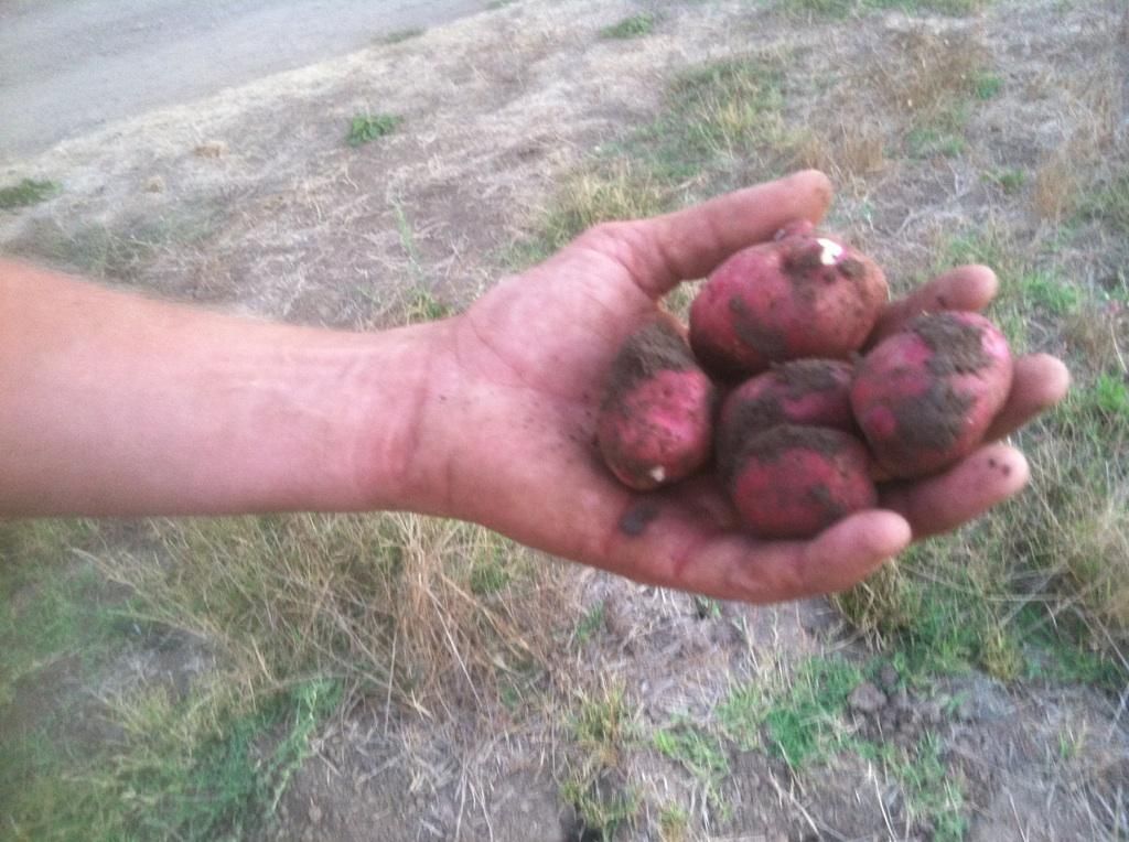 Farmers hands and red potatoes