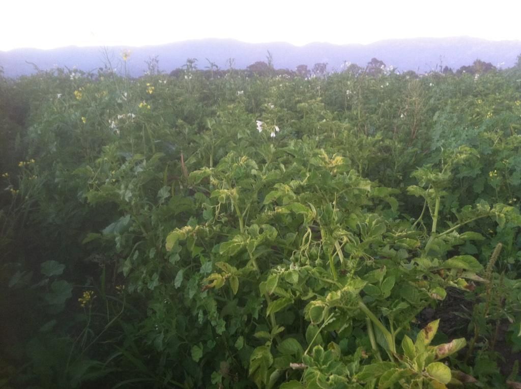 Red Potato Field