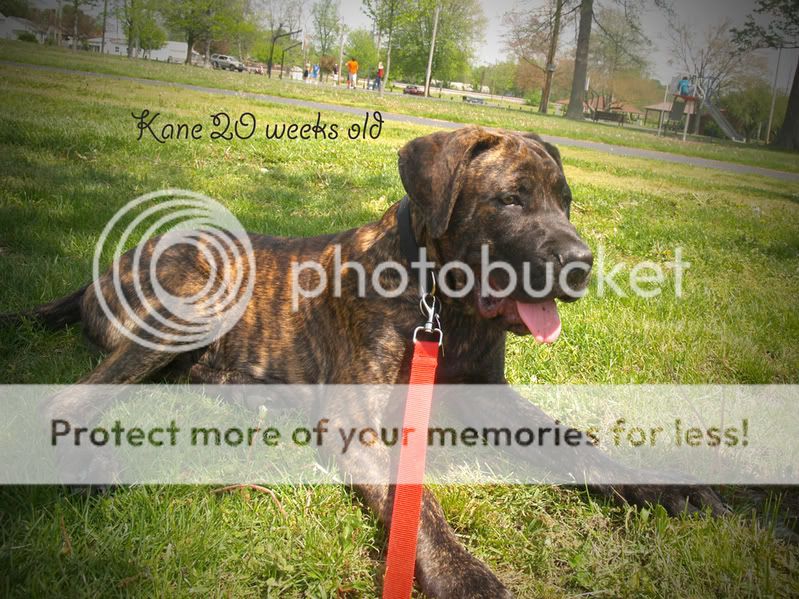 English Mastiff Pup, 5 Months Old Photo by bobbitomesphotos | Photobucket